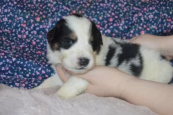 Tornjak - Štěňátka s PP