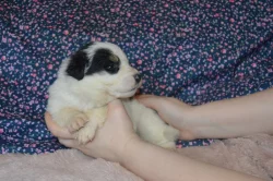 Tornjak - Štěňátka s PP