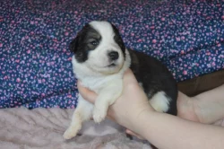 Tornjak - Štěňátka s PP