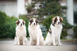 Tornjak - Štěňátka s PP