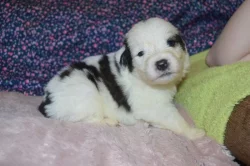 Tornjak - Štěňátka s PP