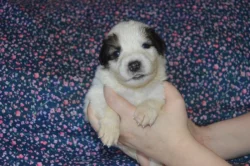 Tornjak - Štěňátka s PP