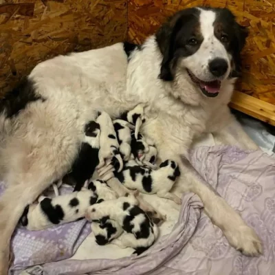 Tornjak - Štěňátka s PP