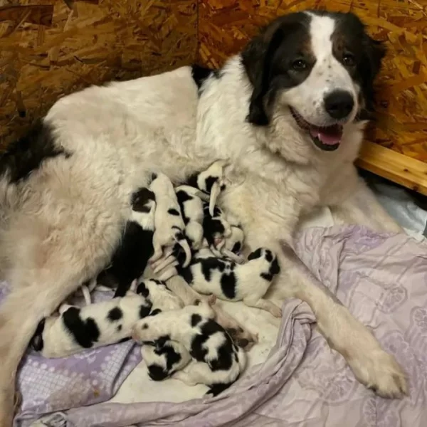 Tornjak - Štěňátka s PP