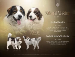 Tornjak - Štěňátka s PP