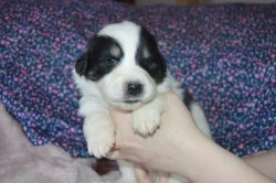 Tornjak - Štěňátka s PP