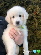 Slovenský čuvač - štěňátka s PP