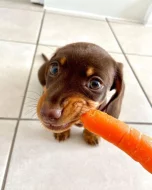 Jezevčík hladkosrstý (fena) s PP