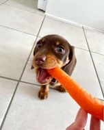 Jezevčík hladkosrstý (fena) s PP