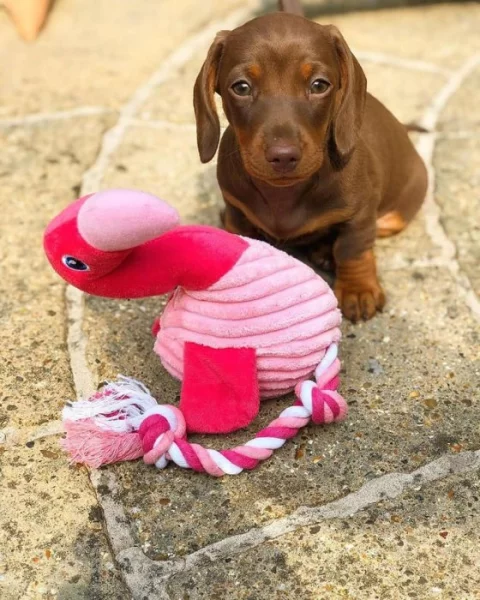 Jezevčík hladkosrstý (fena) s PP