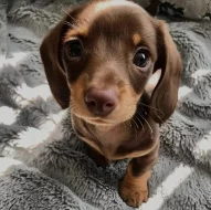 Jezevčík hladkosrstý (fena) s PP