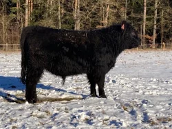 Prodám plemenného býka Galloway