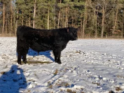 Prodám plemenného býka Galloway