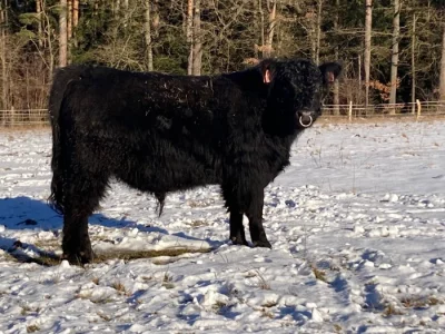 Prodám plemenného býka Galloway