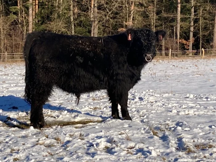 Prodám plemenného býka Galloway
