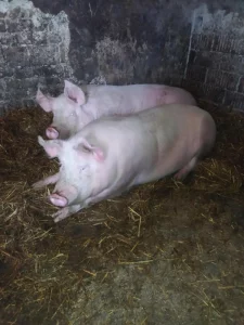 doma krmená prasátka