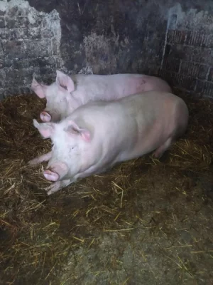 doma krmená prasátka