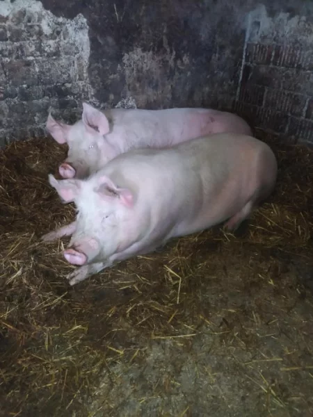 doma krmená prasátka