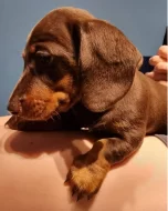 Jezevčík hladkosrstý trpasličí