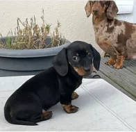 Jezevčík hladkosrstý trpasličí