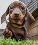 Jezevčík hladkosrstý trpasličí