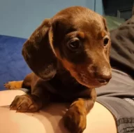 Jezevčík hladkosrstý trpasličí