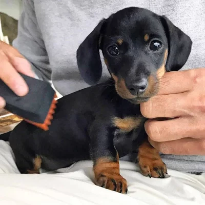 Jezevčík hladkosrstý trpasličí