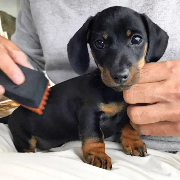 Jezevčík hladkosrstý trpasličí