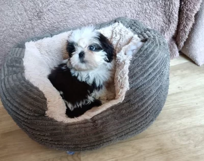 Shih-tzu - prodáme fenečku bez pp