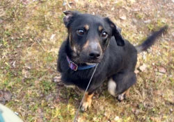 Darujeme nalezeného křížence