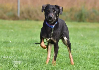 Darujeme nalezeného křížence