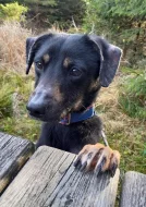 Darujeme nalezeného křížence