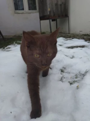 Unikátní čokoládový kocourek