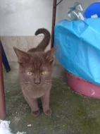 Unikátní čokoládový kocourek