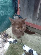 Unikátní čokoládový kocourek