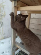 Unikátní čokoládový kocourek