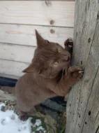 Unikátní čokoládový kocourek