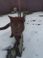 Unikátní čokoládový kocourek