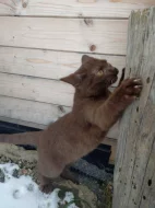 Unikátní čokoládový kocourek