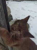 Unikátní čokoládový kocourek