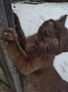 Unikátní čokoládový kocourek