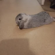 Zakrslý beranek -samička