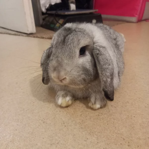 Zakrslý beranek -samička