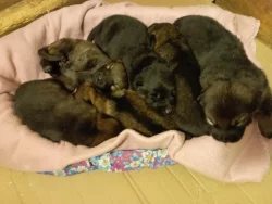 Německý ovčák štěnata s pp