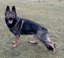 Německý ovčák štěnata s pp