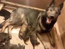 Německý ovčák štěnata s pp