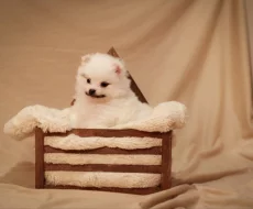 Německý špic s PP FCI