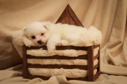 Německý špic s PP FCI