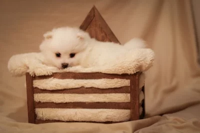 Německý špic s PP FCI