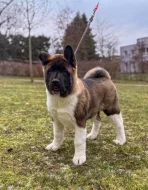 Americká akita štěňata